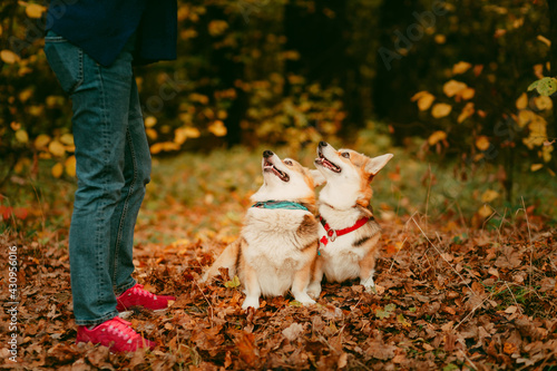 Photography two funny Corgi dogs look at their owner
