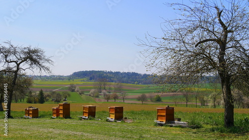 Bienenstöcke in Frühlingslandschaft photo