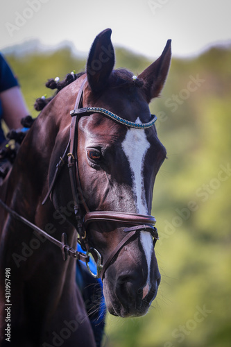Horse head portraits, with narrow paleness and bridle, shot from the front at an angle..