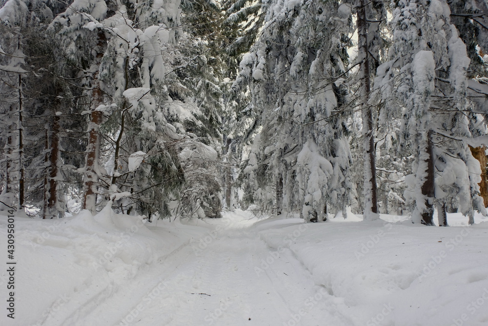 Winter forest, snow-covered trees. Winter forest, snow-covered trees.
