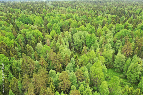 forest top view, landscape panorama view of summer forest with quadrocopter aerial view