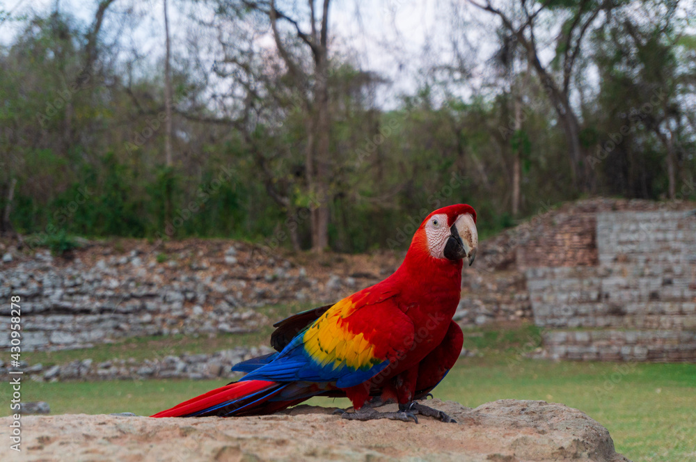 Obraz premium blue and yellow macaw