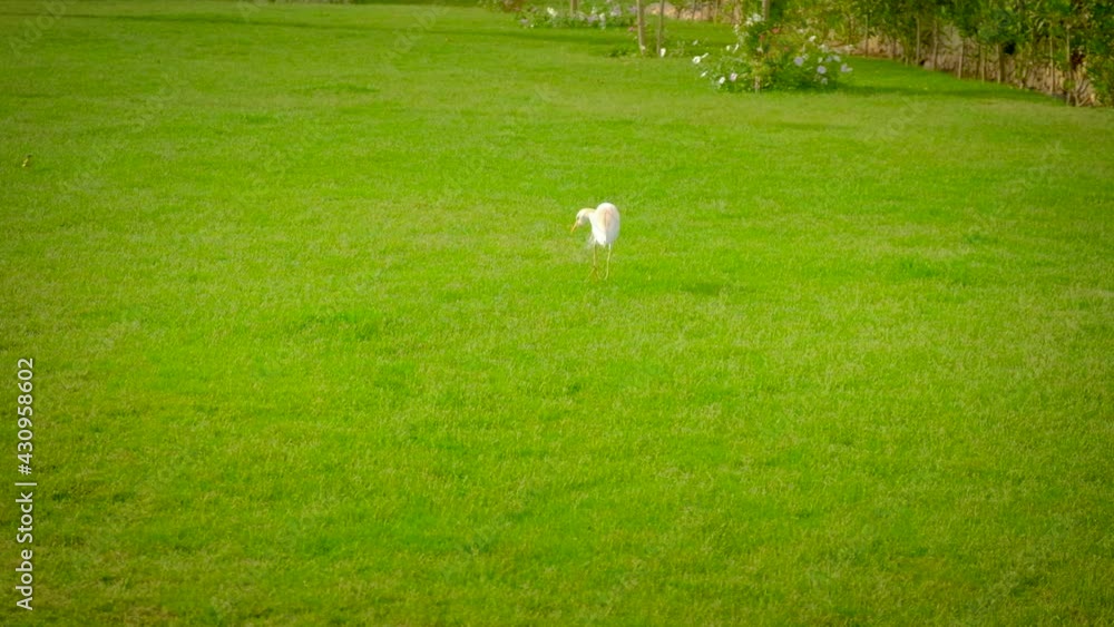 Egyptian herons walk on the lawn. Selective focus. Egyptian herons walk on the lawn. Selective focus.
