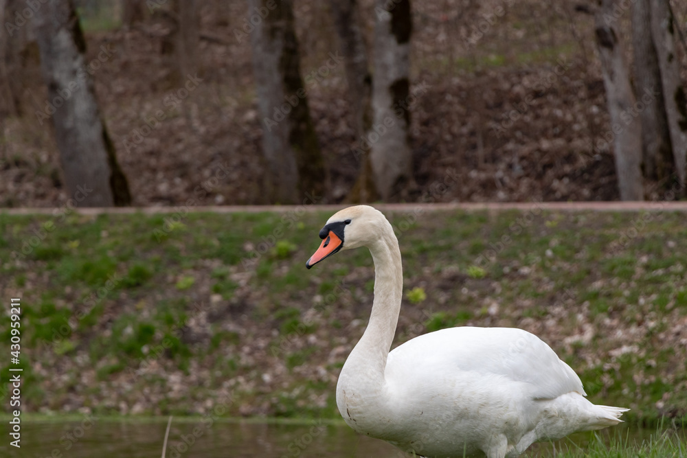 White swan by the pond in green grass early spring. cloudy day. White swan by the pond in green grass early spring. cloudy day.