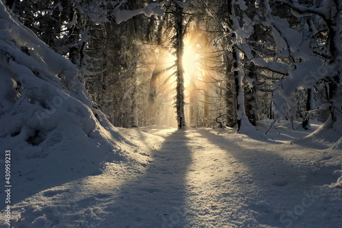 Winter in the forest. The sun breaking through the trees. Rays of the sun in the winter forest.