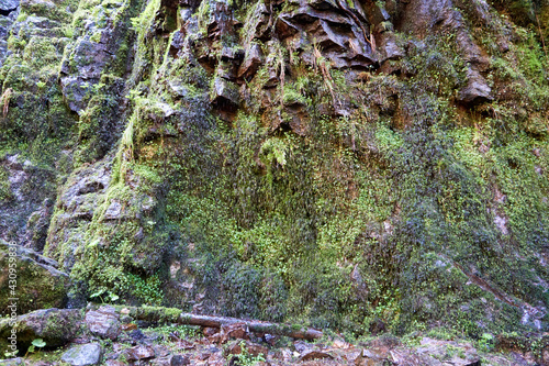 impressive steep moss covered rocks with trees and roots at the burgbach waterfall photo