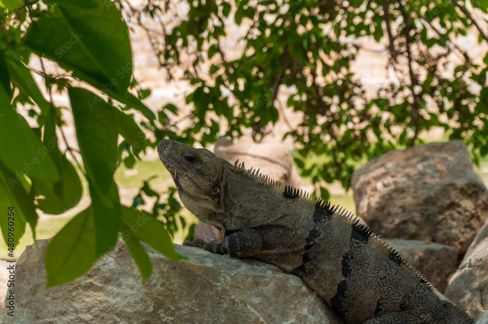 Fototapeta premium lizard on a tree