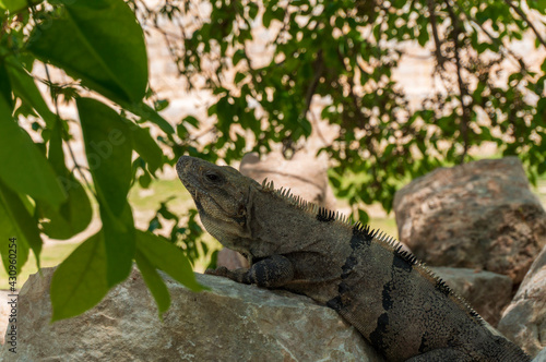 lizard on a tree