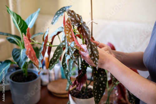 The process of pruning begonia maculata cuttings. Spring plant pruning. Plant care. Urban jungle. photo