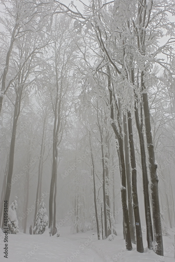 Winter in the forest. Hazy homy forest sprinkled with snow.