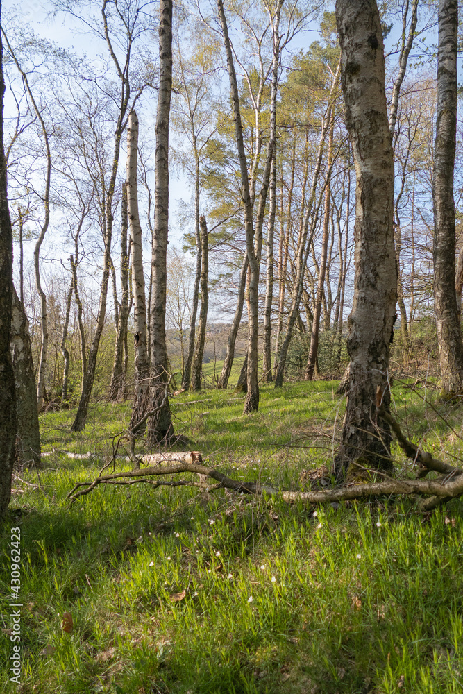 Fototapeta premium Frisches Frühlingsgrün im Wald