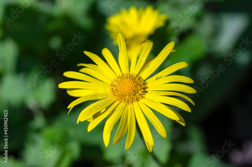 Wallpaper Mural Doronicum orientale leopards bane bright yellow spring flowers in bloom, ornamental garden flowering plant Torontodigital.ca