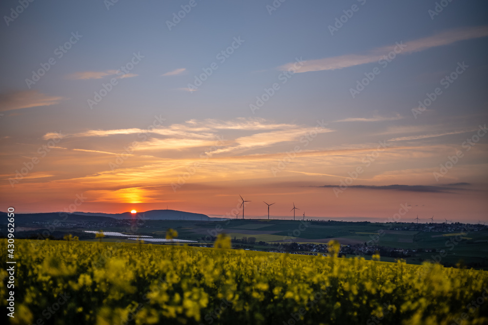 Fototapeta premium sunset over the rapeseed field