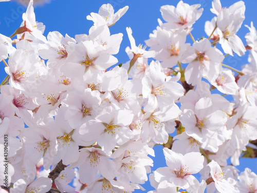 Cherry blossoms in full bloom (Kannonji river, Kawageta, Fukushima, Japan) photo