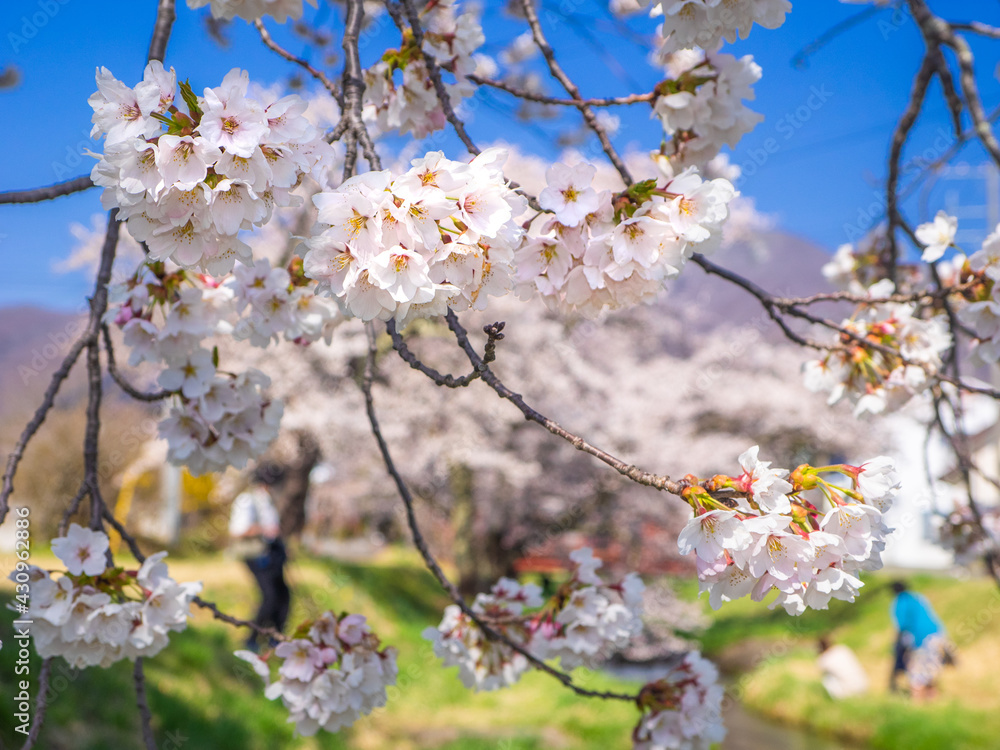 Weeping cherry blossoms (Kannonji river, Kawageta, Fukushima, Japan)