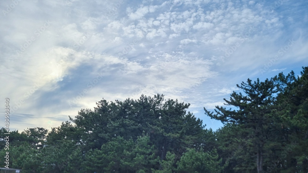 Blue skies, clouds and pine trees.