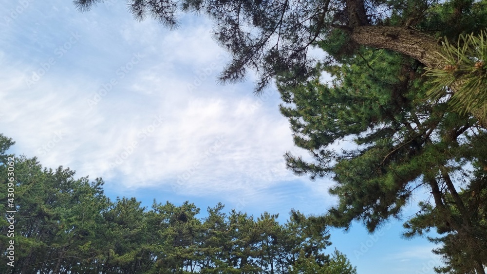 Blue skies, clouds and pine trees.