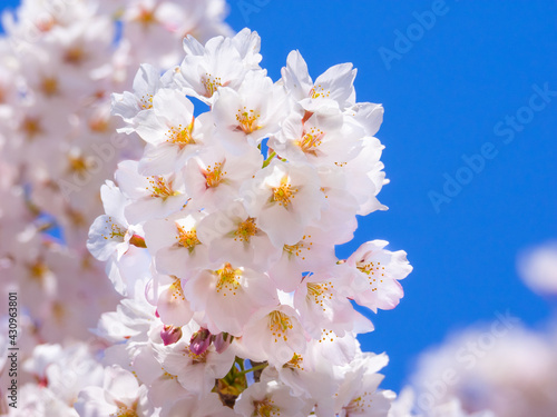 Cherry blossoms in full bloom (Kannonji river, Kawageta, Fukushima, Japan)