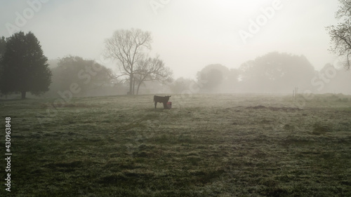 Billede på lærred Calf in a lush green field with mineral tub, copy space