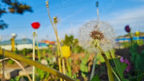 Beautiful flowers and clouds under the blue sky