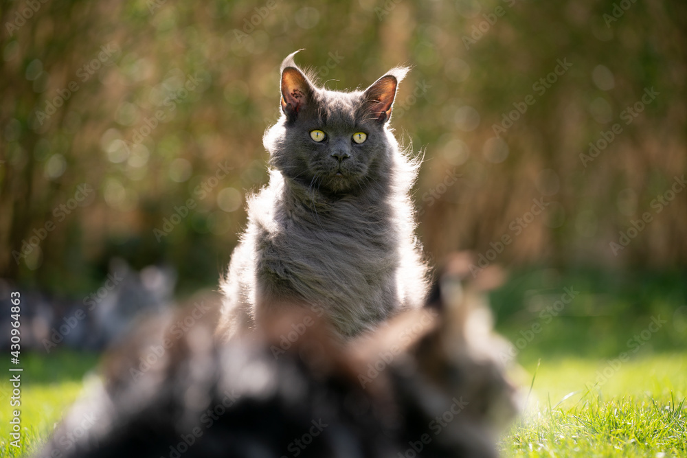 Obraz premium fluffy blue maine coon cat portrait in backlight outdoors in windy garden