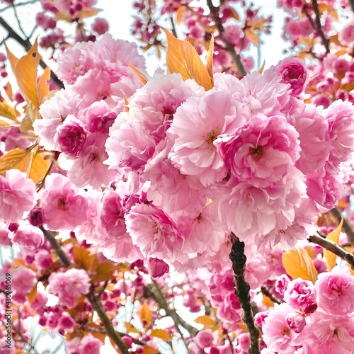 pink cherry blossom