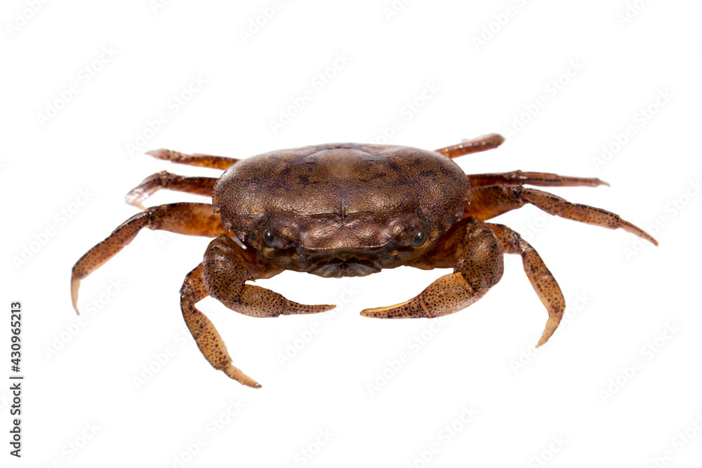 Ricefield crab or Somanniathelphusa isolated on white background