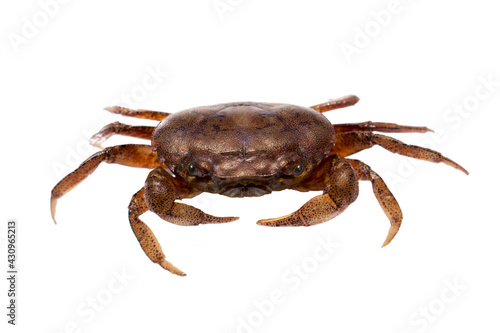 Ricefield crab or Somanniathelphusa isolated on white background