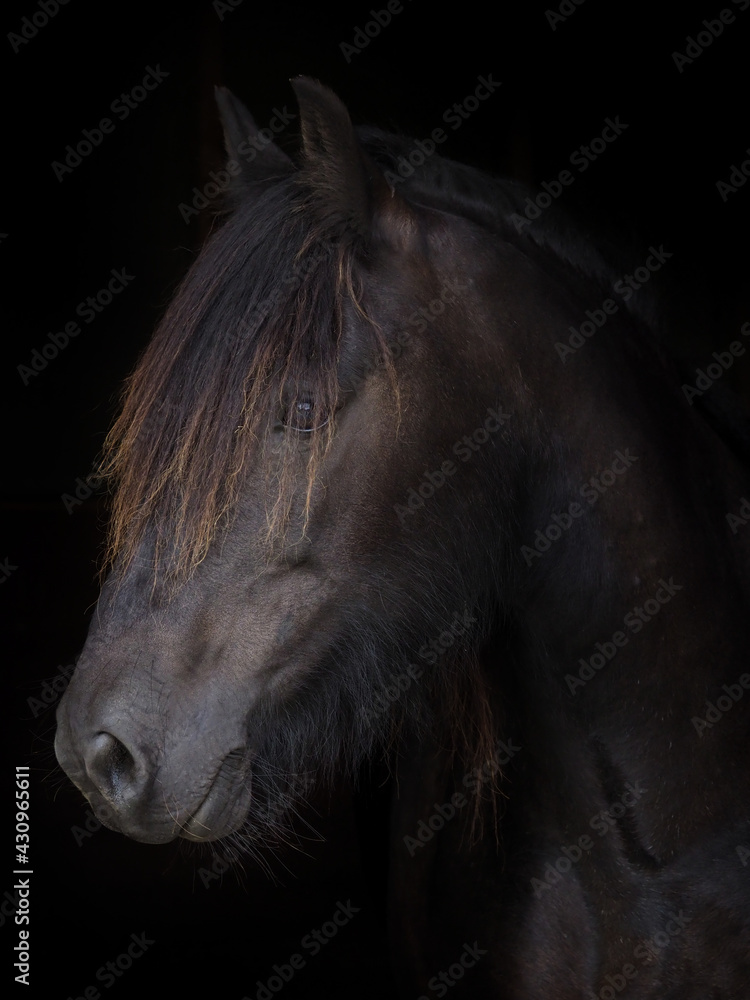 Fototapeta premium Beautiful Dales Pony