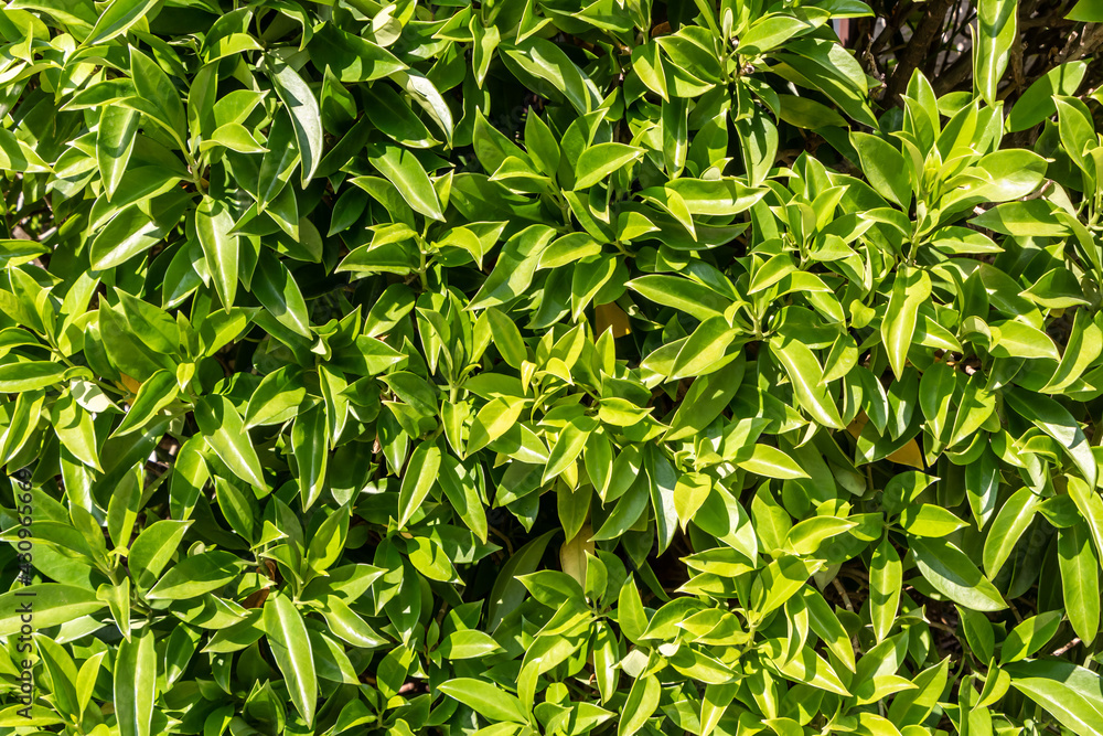 Green texture of Ficus bush branches with leaves we see in the photo Green texture of Ficus bush branches with leaves we see in the photo