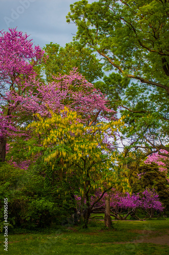 Colors ot the spring, blooming trees in the park in different colors