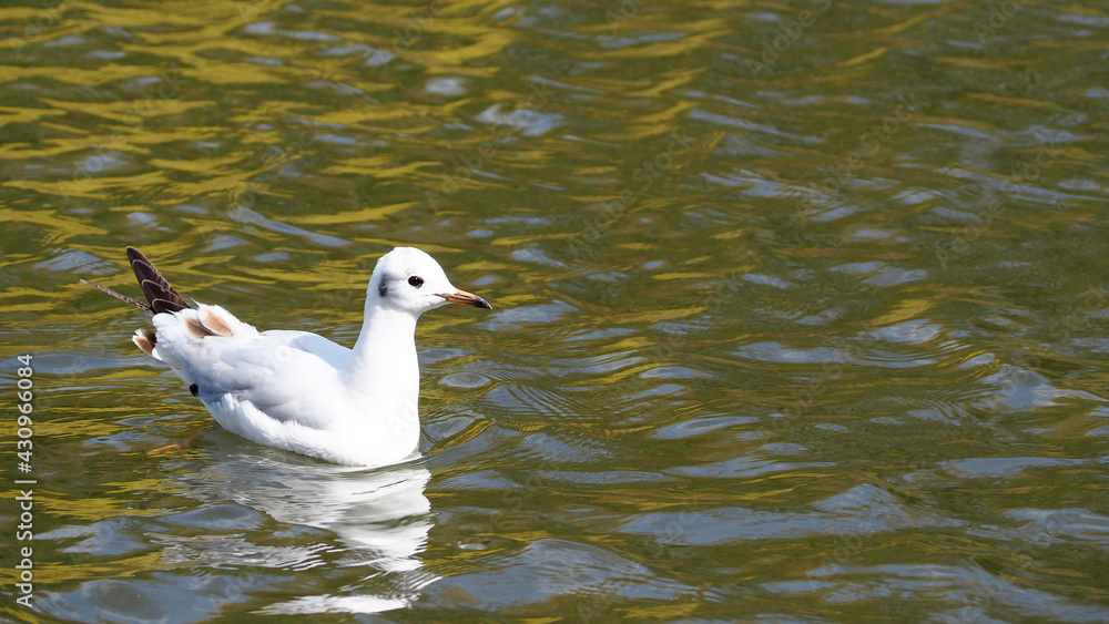 white young seagull swims in the water of the river on a spring day white young seagull swims in the water of the river on a spring day