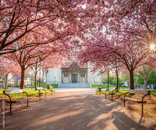 Canvas Print spring cherry blossom in the park