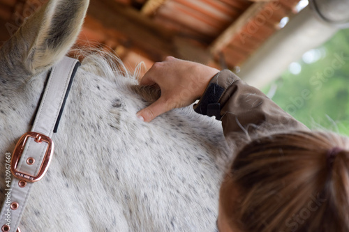person massaging a horse animal massage