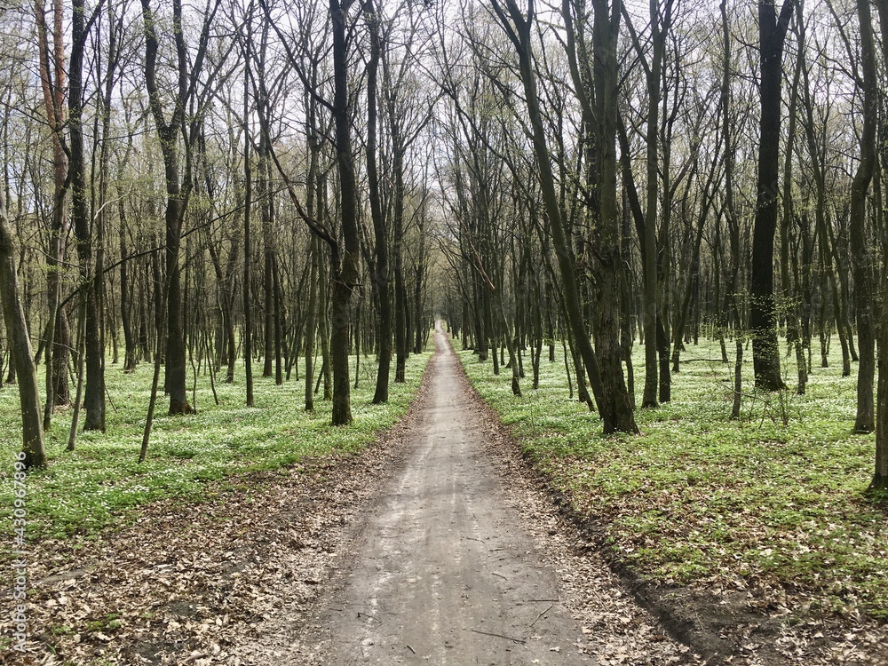 Fototapeta premium path in the forest