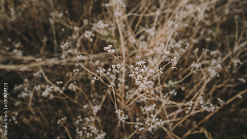 Grass flowers.