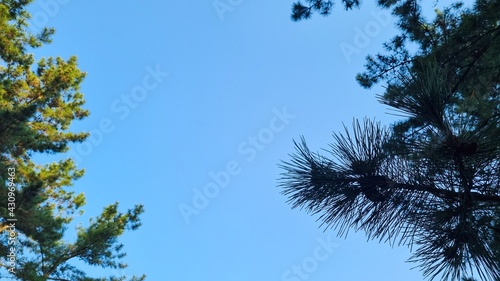 Space between the blue sky and the pine tree