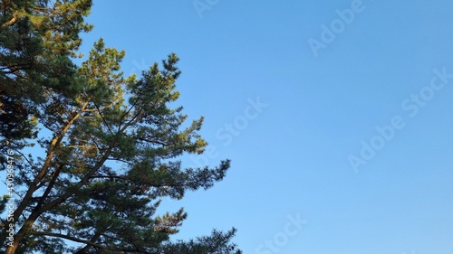 Space between the blue sky and the pine tree