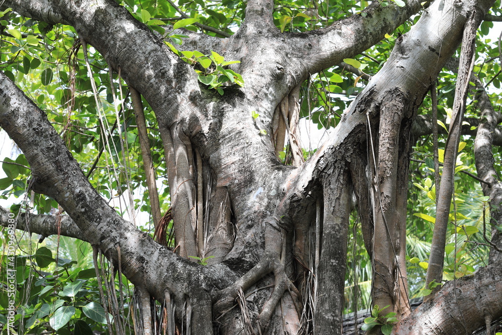 the roots of palm trees on a tropical island resort the roots of palm trees on a tropical island resort