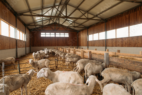 sheep farm with many cute sheep