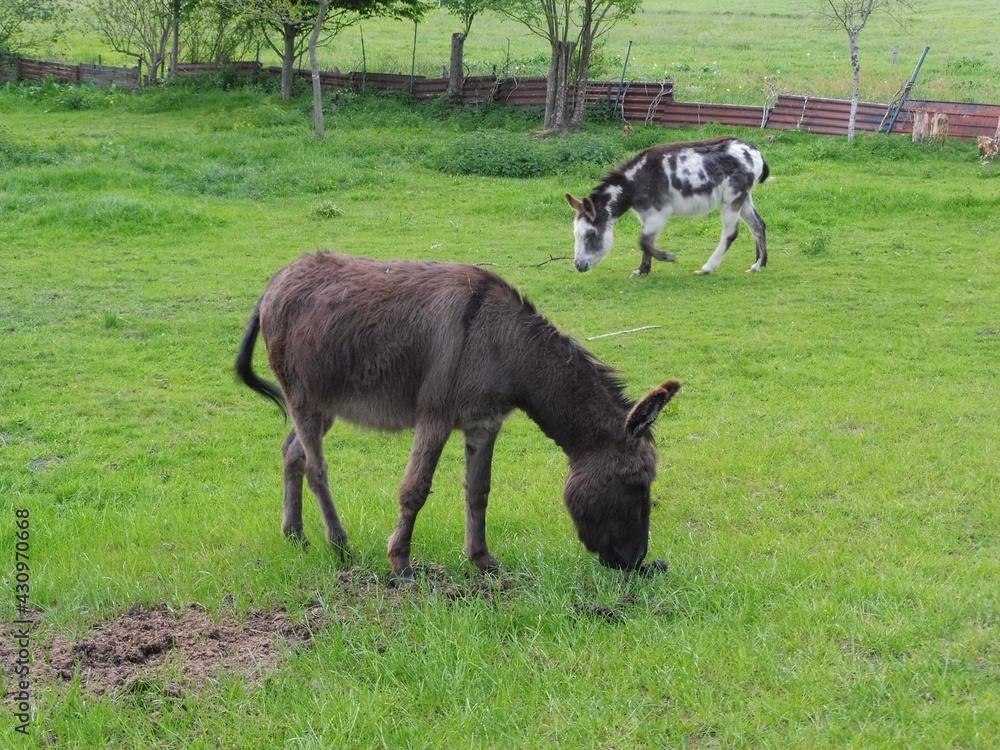 Naklejka premium Eselpaar