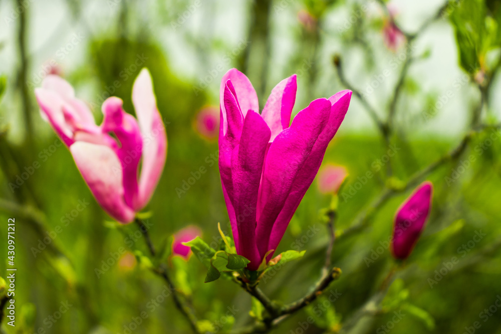 Magnolia flower bloom on background of blurry Magnolia flowers on Magnolia tree. Magnolia flower bloom on background of blurry Magnolia flowers on Magnolia tree.