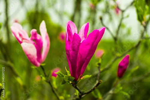 Magnolia flower bloom on background of blurry Magnolia flowers on Magnolia tree.