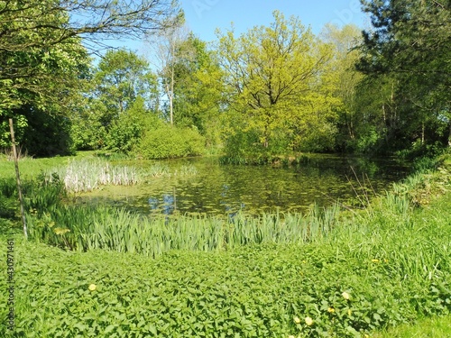 Teich in Westerhorn photo