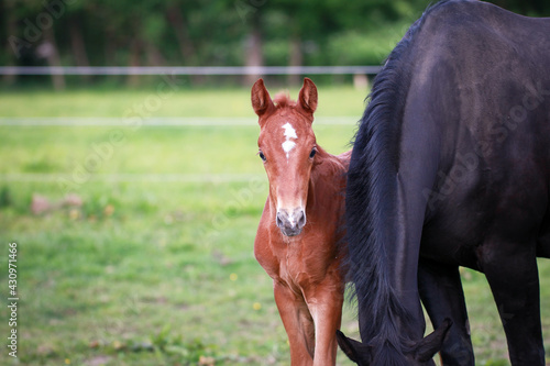 Foal with mare on the pasture.. © RD-Fotografie