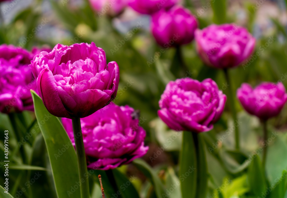 Obraz premium colorful holiday or birthday background with beautiful shaggy edged fuzzy pink tulips flowerbed
