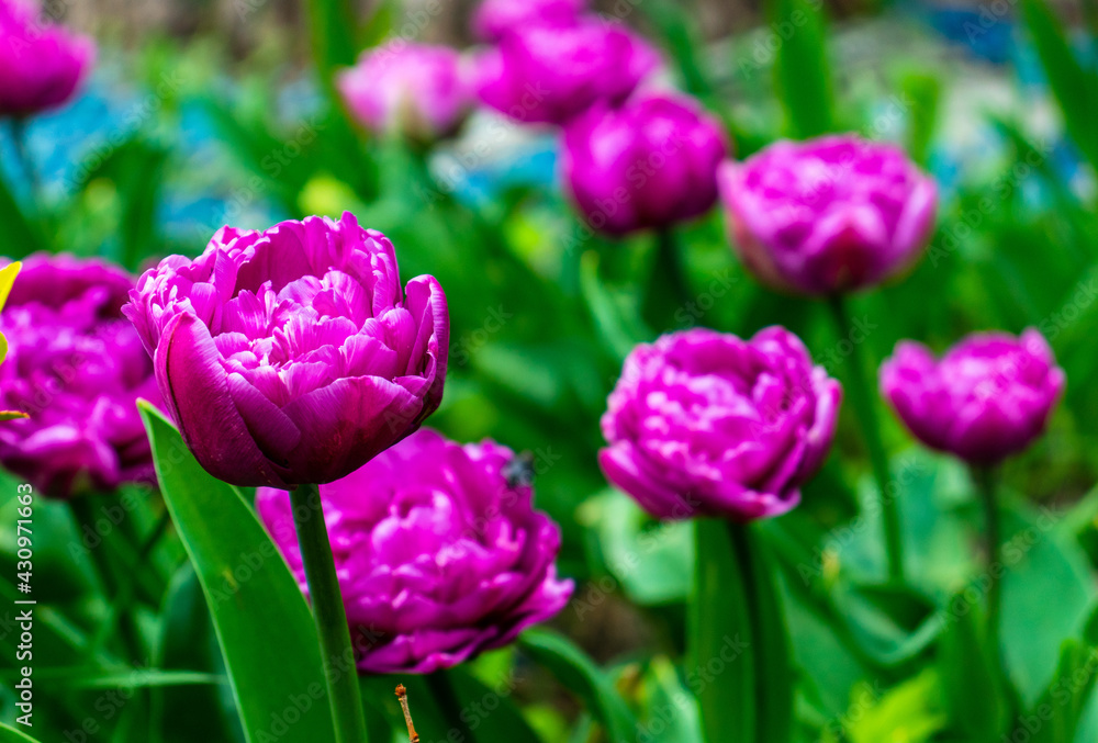 Fototapeta premium colorful holiday or birthday background with beautiful shaggy edged fuzzy pink tulips flowerbed