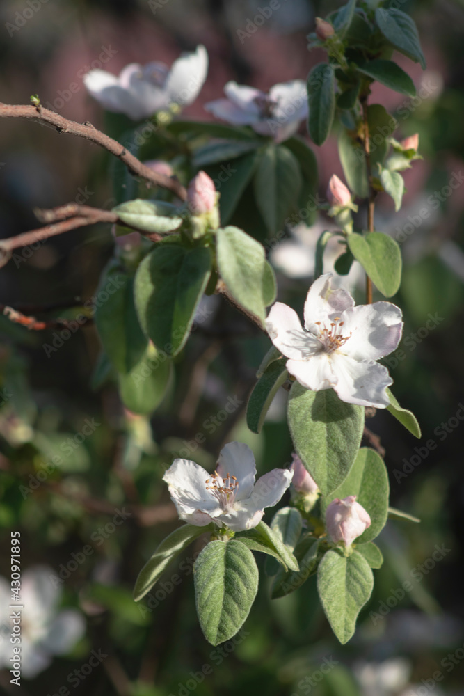 Naklejka premium Quince Blossom 