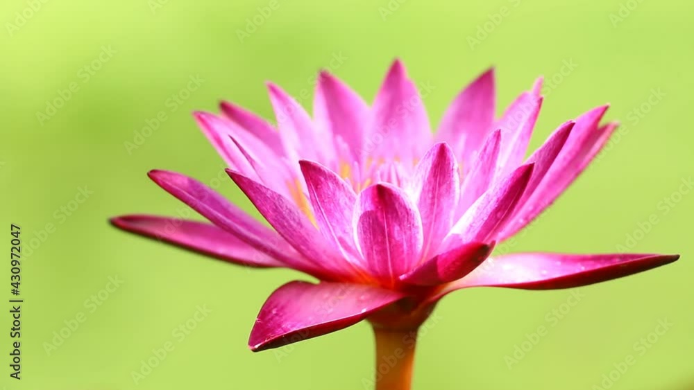 Pink lotus in pond , outdoor Chiangmai Thailand Pink lotus in pond , outdoor Chiangmai Thailand