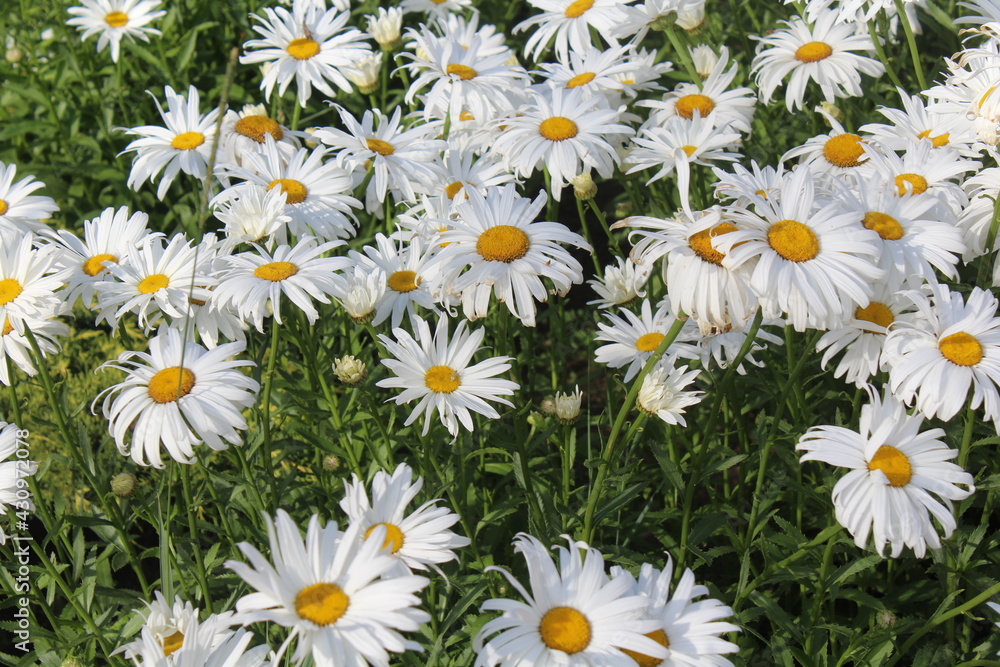 Fototapeta premium field of chamomiles